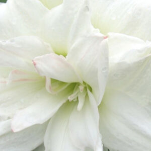 Winter-Flowering Double Dutch Amaryllis, Arctic Nymph