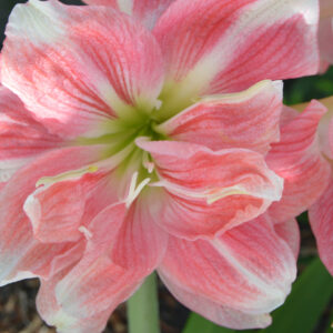 Christmas-Flowering Double Amaryllis, First Love
