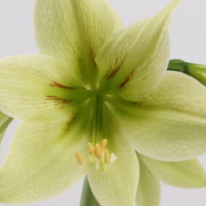 Winter-Flowering Exotic Dutch Cybister Amaryllis, Green Valley