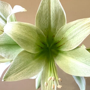 Winter-Flowering Exotic Dutch Cybister Amaryllis, Green Valley