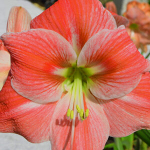 Christmas-Flowering Miniature Amaryllis, Hot Lips