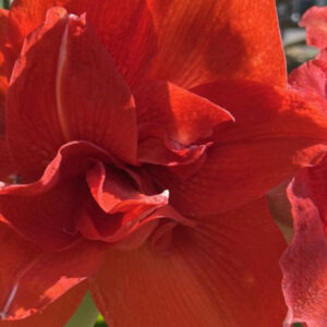 Christmas-Flowering Double Amaryllis, Inferno