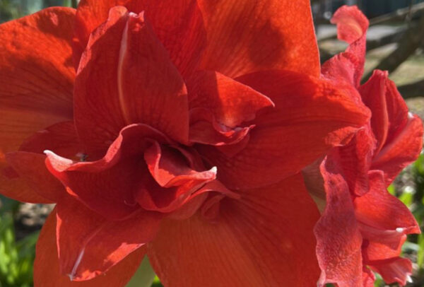 Christmas-Flowering Double Amaryllis, Inferno