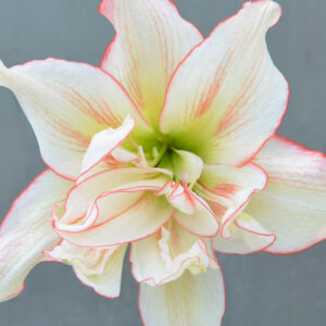 Winter-Flowering Single Dutch Amaryllis, Picotee