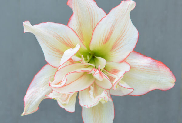 Winter-Flowering Single Dutch Amaryllis, Picotee