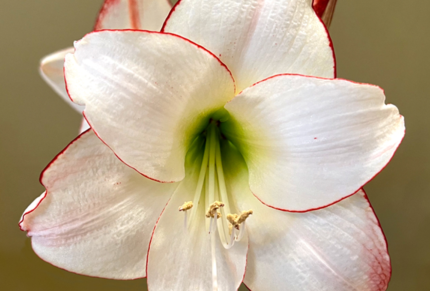 Winter-Flowering Single Dutch Amaryllis, Picotee