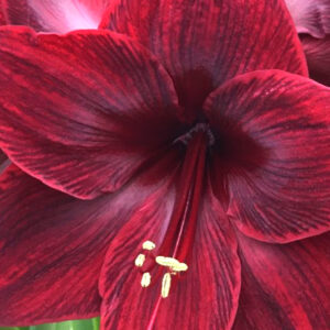 Winter-Flowering Single Dutch Amaryllis, Red Pearl