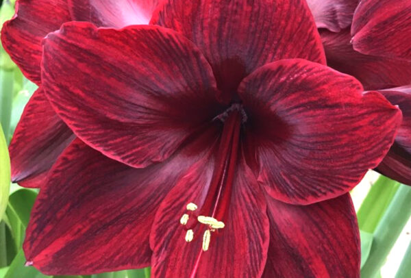 Winter-Flowering Single Dutch Amaryllis, Red Pearl