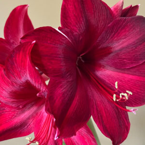 Winter-Flowering Single Dutch Amaryllis, Red Pearl