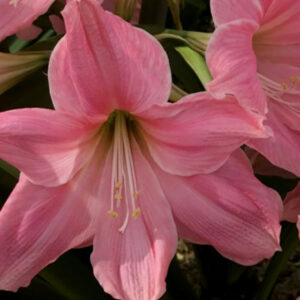 Winter-Flowering Single Dutch Amaryllis, Sweet Star