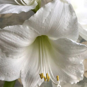 Christmas-Flowering Single Amaryllis, Wedding Dance
