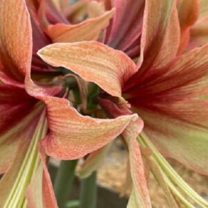 Winter-Flowering Exotic Dutch Butterfly Amaryllis, Wild Amazone