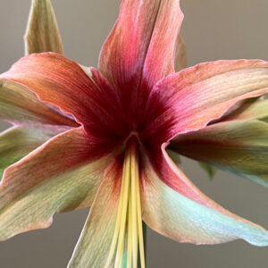 Winter-Flowering Exotic Dutch Butterfly Amaryllis, Wild Amazone