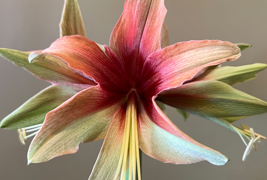 Winter-Flowering Exotic Dutch Butterfly Amaryllis, Wild Amazone