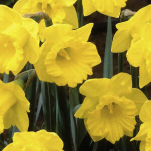 Trumpet Daffodil, N. pseudo-narcissus ssp. obvallaris