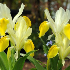 Rock Garden Iris, Bucharica