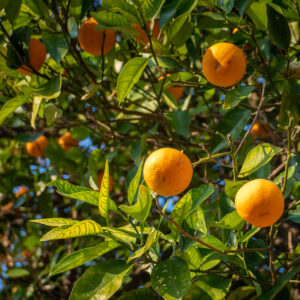 Citrus Tree, Moro Blood Orange (Shipping Included)