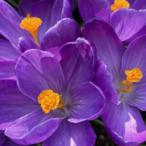 Crocus, vernus Flower Record, DEER RESISTANT