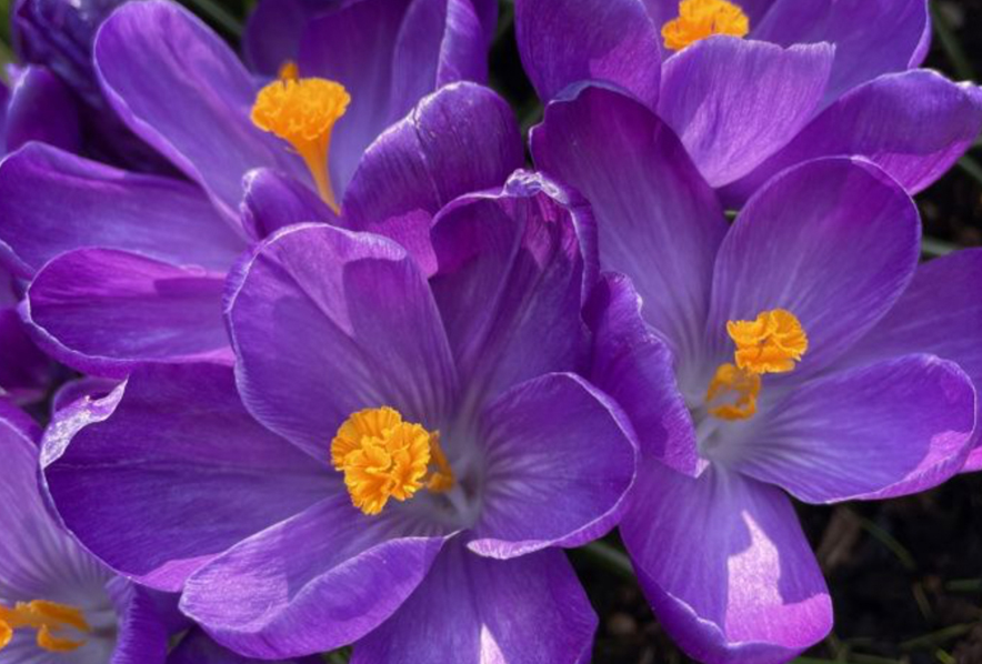 Crocus, vernus Flower Record, DEER RESISTANT