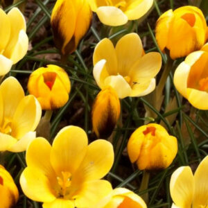 Crocus, chrysanthus Goldilocks, DEER RESISTANT