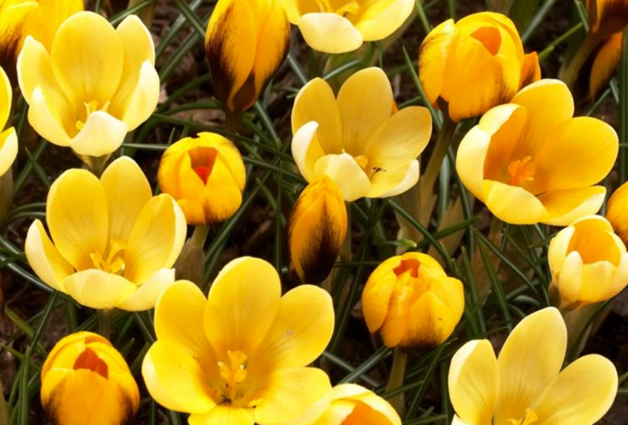 Crocus, chrysanthus Goldilocks, DEER RESISTANT