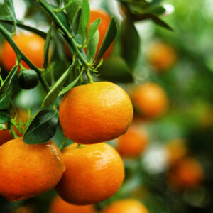 Citrus Tree, Nules Clementine (Shipping Included)