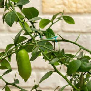 Citrus Tree, Green Sapphire Finger Lime (Shipping Included)