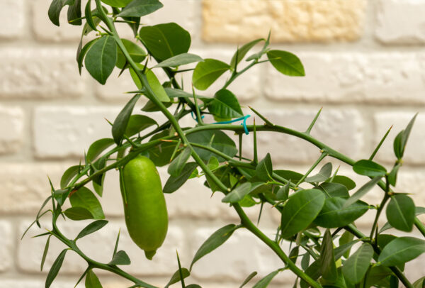 Citrus Tree, Green Sapphire Finger Lime (Shipping Included)