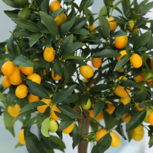 Citrus Tree, Meiwa Kumquat (Shipping Included)