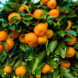 Citrus Tree, Kishu Mandarin Orange (Shipping Included)
