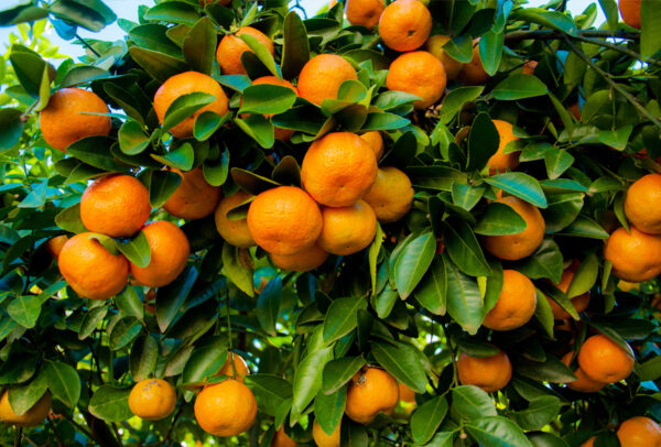 Citrus Tree, Kishu Mandarin Orange (Shipping Included)