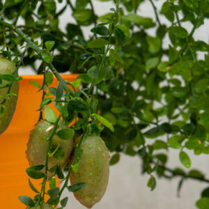 Citrus Tree, Little Ruby Finger Lime (Shipping Included)