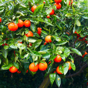 Citrus Tree, Minneola Tangelo (Shipping Included)