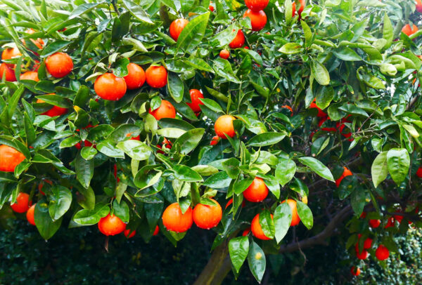 Citrus Tree, Minneola Tangelo (Shipping Included)