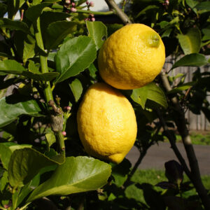 Citrus Tree, Eureka Lemon (Shipping Included)