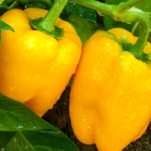 Sweet Pepper, Golden Calwonder