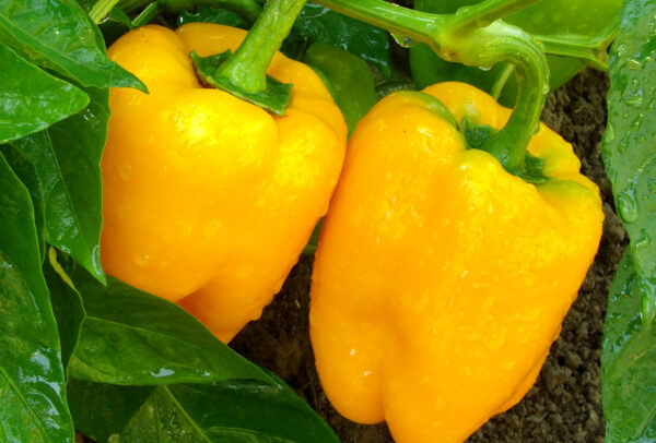 Sweet Pepper, Golden Calwonder