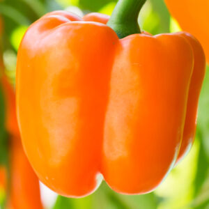 Sweet Pepper, Orange Sun
