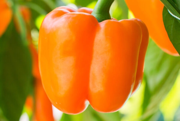 Sweet Pepper, Orange Sun