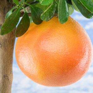 Citrus Tree, Ruby Red Grapefruit (Shipping Included)