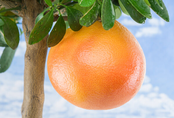 Citrus Tree, Ruby Red Grapefruit (Shipping Included)