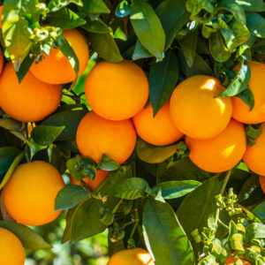 Citrus Tree, Valencia Orange (Shipping Included)