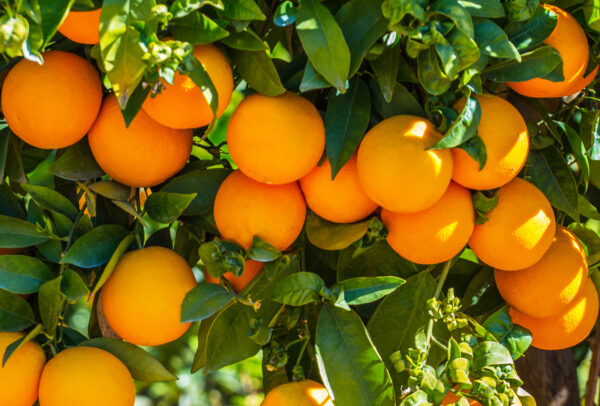 Citrus Tree, Valencia Orange (Shipping Included)