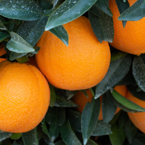 Citrus Tree, The Washington Dwarf Navel Orange (Shipping Included)