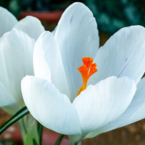 Crocus, Jeanne d'Arc, DEER and CRITTER RESISTANT