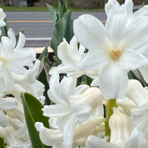 Hyacinthus orientalis, Carnegie