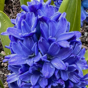 Hyacinthus orientalis, Royal Navy