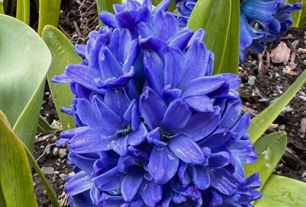 Hyacinthus orientalis, Royal Navy