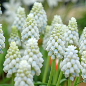 Muscari, M. Alaska