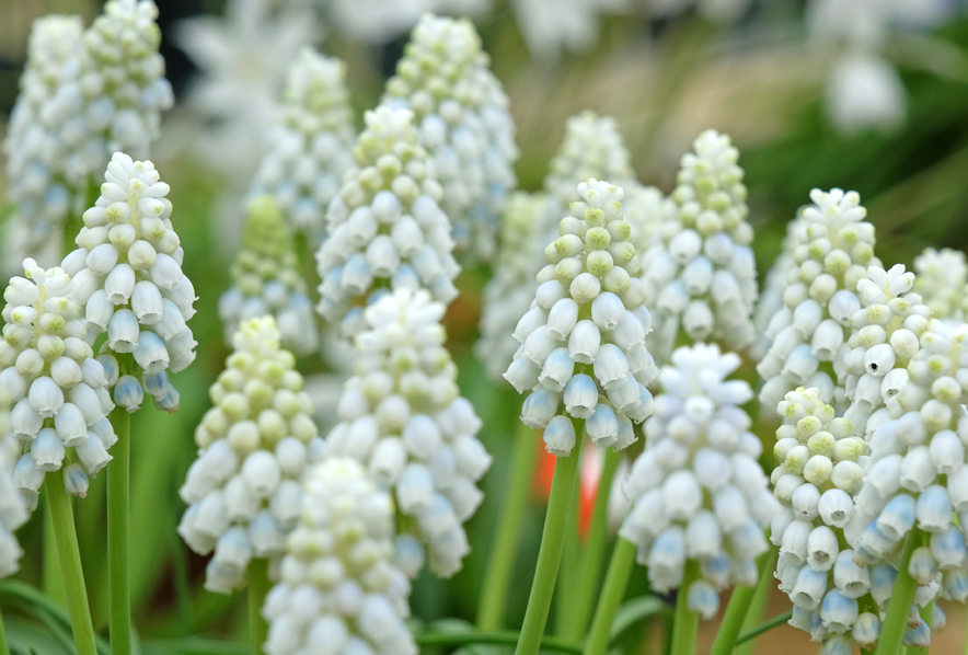 Muscari, M. Alaska